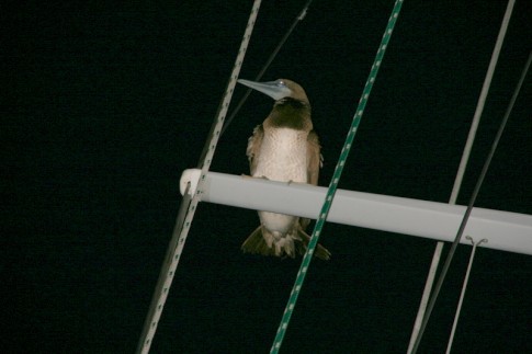 IMG_2017: Brown Booby hitches a night passage